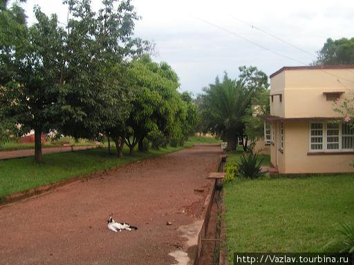 Пейзаж с котом Кампала, Уганда
