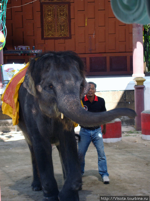 танцующий слон Остров Пхукет, Таиланд