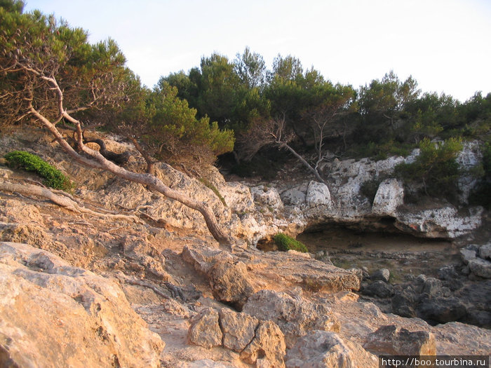 скалистые берега поросли горными породами хвойных Эль-Аренал, остров Майорка, Испания