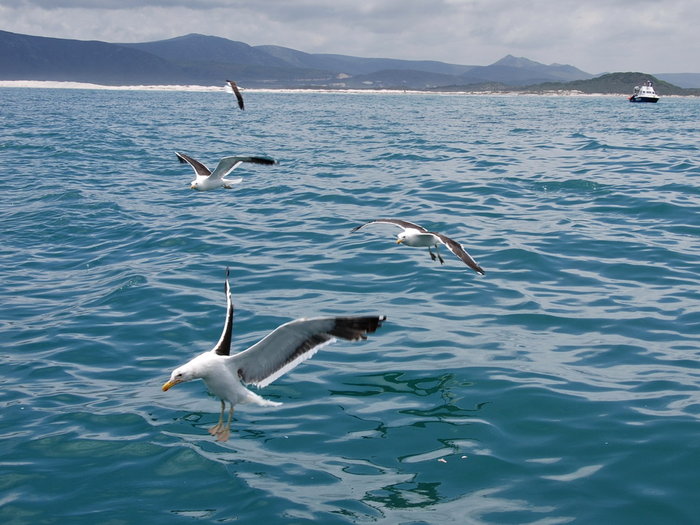 как только начали  кидать  рыбу, прилетели чайки Гансбай, ЮАР