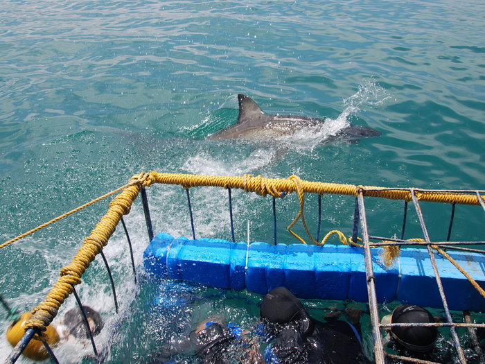 Хозяйка двух океанов или первая встреча с Белой акулой Гансбай, ЮАР