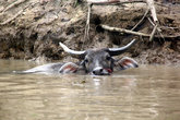 Плавающий буйвол