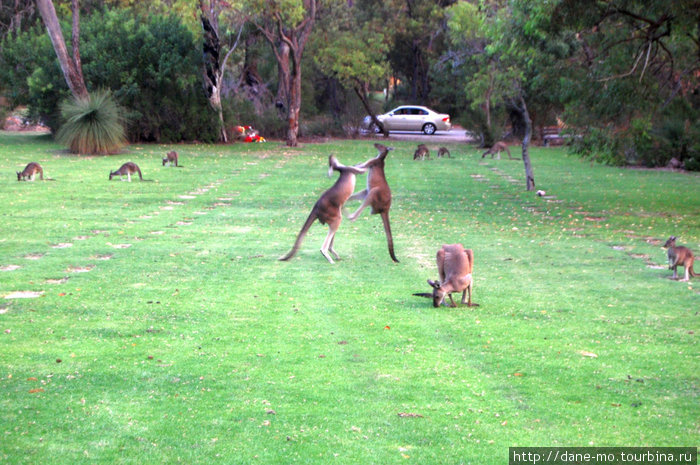 Напротив из машины люди тоже наблюдали за разборками кенгуру Перт, Австралия