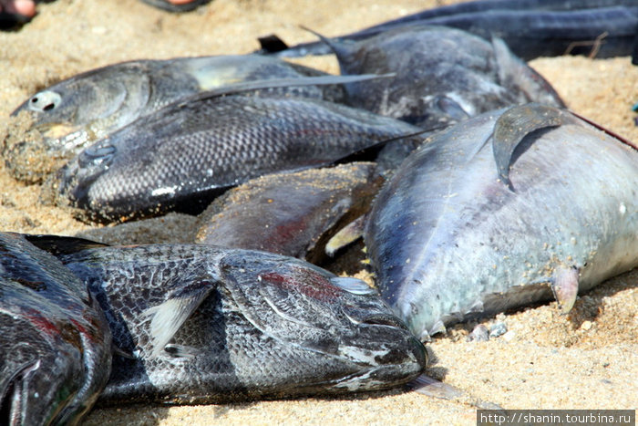 Пойманная рыба Нячанг, Вьетнам