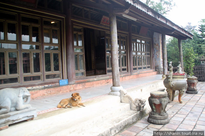 Собака в императорском павильоне Хюэ, Вьетнам