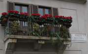 Даже в декабре в Риме кругом — цветы...