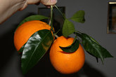 андалузские апельсины