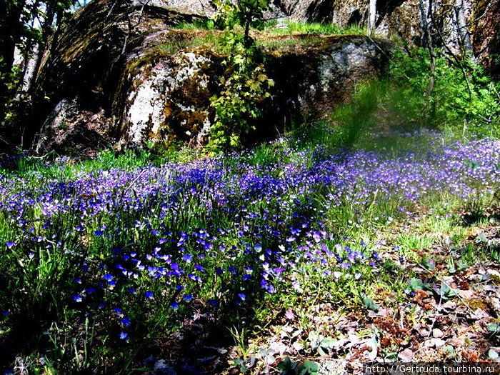 Такое вот цветочное голубое чудо на скале. Выборг, Россия