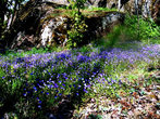 Такое вот цветочное голубое чудо на скале.