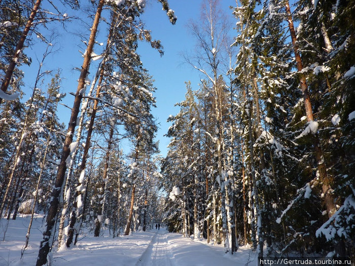 А лес стоит заснеженный, и вдаль лыжня ведет... Выборг, Россия