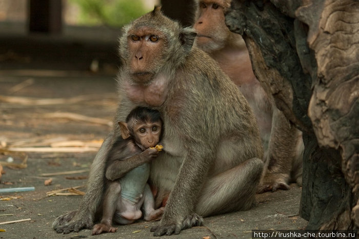 Из жизни обезьян... Пхетчабури, Таиланд