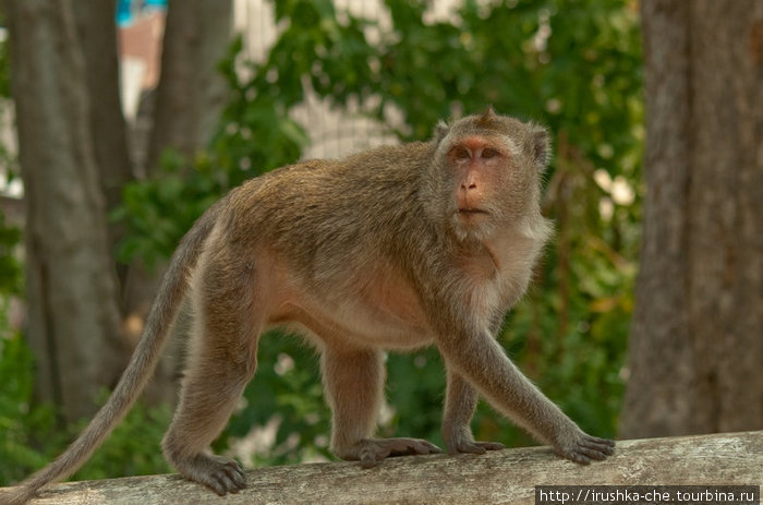 Из жизни обезьян... Пхетчабури, Таиланд