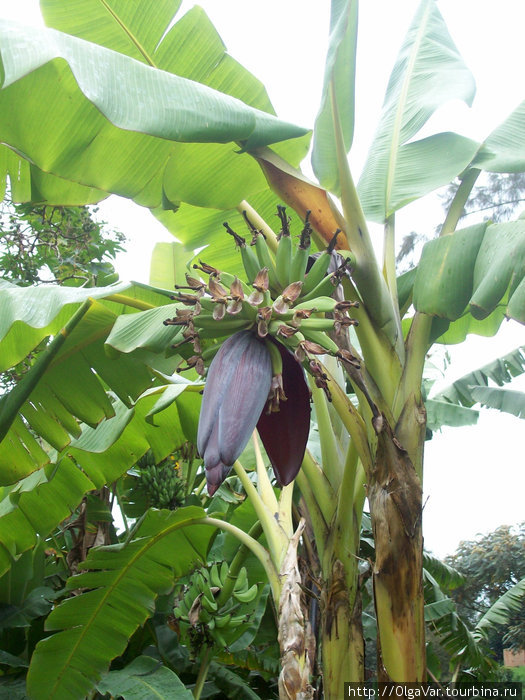 Банановое цветение Бафунда, Уганда