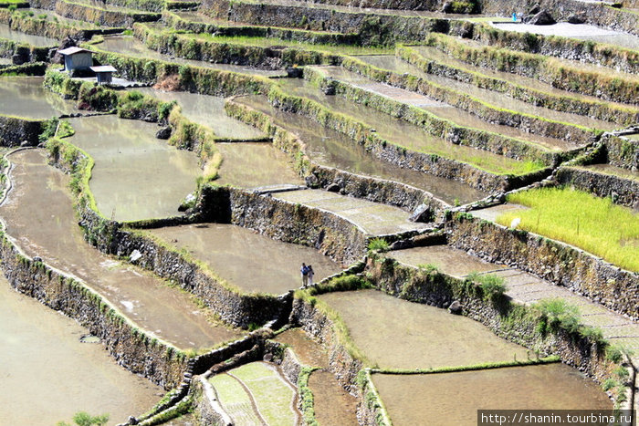 Террасы на крутом склоне Банауэ Рисовые Террасы, Филиппины