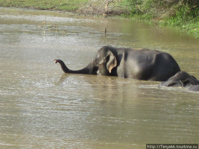 Шри Ланка. Национальный парк Ялла Шри-Ланка