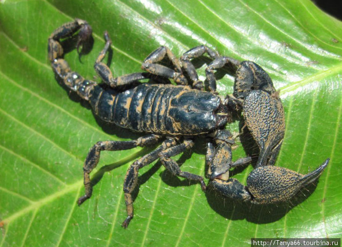 Скорпион Шри-Ланка