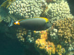 Оранжевошипая рыба-носорог