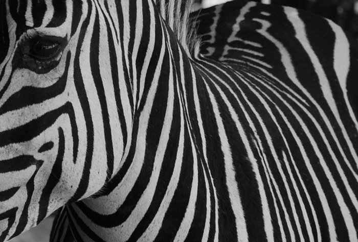 одна из моих любимых фотографий, сделанных в Африке,
называется черно-белая судьба Ливингстон, Замбия