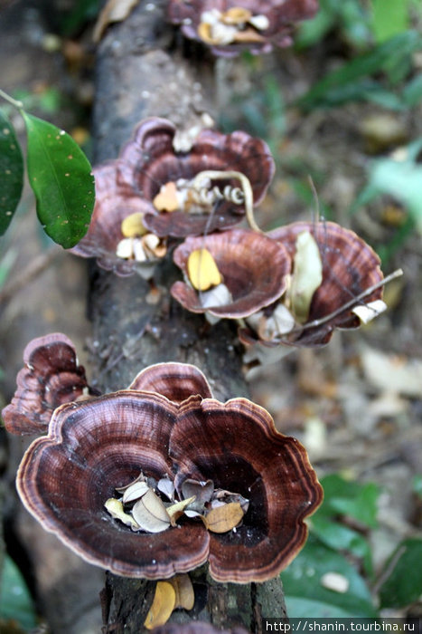 Древесные грибы Кампот, Камбоджа