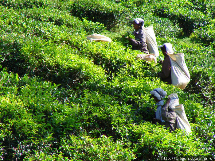 Трудятся, чтоб напоить мир чаем Шри-Ланка