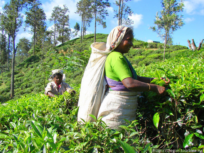 Чай собирают женские бригады Шри-Ланка