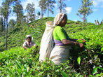 Чай собирают женские бригады