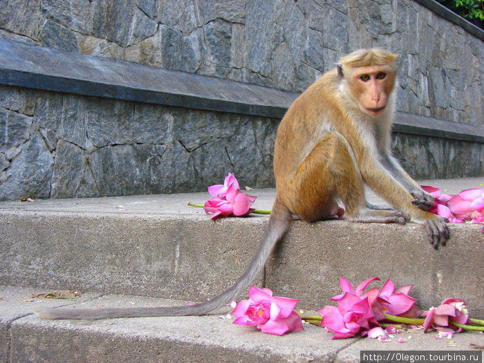 Нарву цветов и подарю букет, той обезьянке, которую люблю Дамбулла, Шри-Ланка