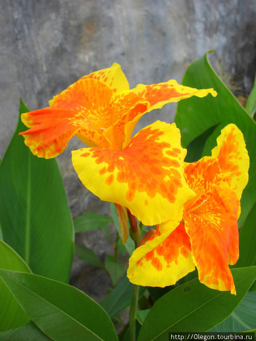 Ораньжевый цвет- любимый у буддистов Дамбулла, Шри-Ланка