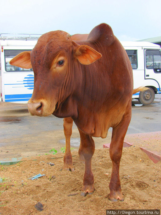 А бычков и коров на Шри-Ланке гуляют много Дамбулла, Шри-Ланка