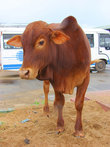 А бычков и коров на Шри-Ланке гуляют много