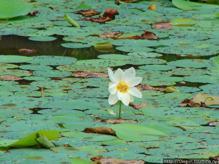 Лотос в пруду Дамбулла, Шри-Ланка