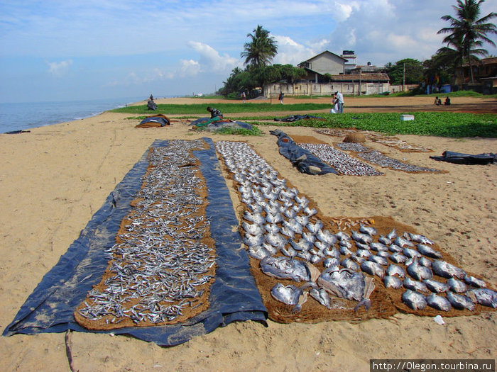 Солнце, пляж, вяленая рыба и пиво... Негомбо, Шри-Ланка