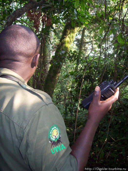 Главное оружие — рация Бвинди Национальный Парк, Уганда