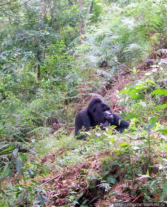 Лесной философ Бвинди Национальный Парк, Уганда