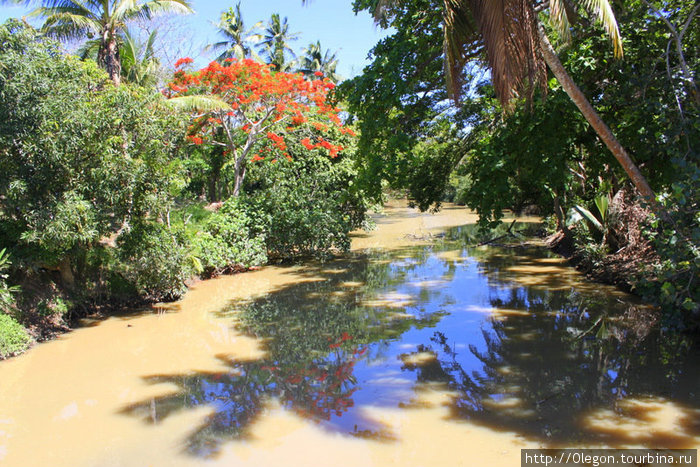 отражение в реке-пальмы и цветы Нанди, остров Вити-Леву, Фиджи