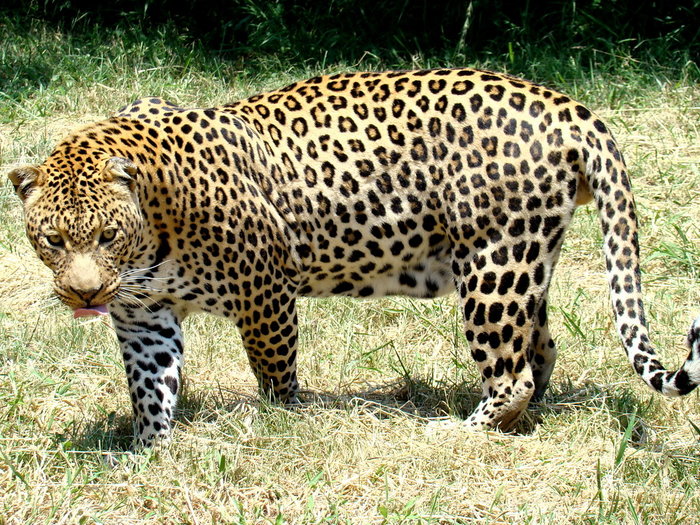 Леопард во всей своей красе. ЮАР