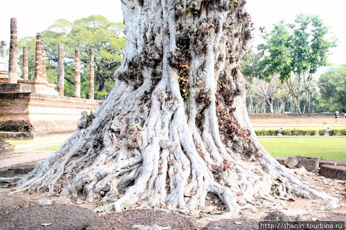 Священное дерево бодхи Сукхотай, Таиланд