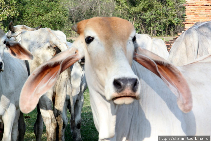 Вислоухие коровы