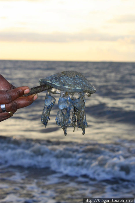 А это поймалась медуза, что только не приплывёт ближе к берегу вечером Фиджи