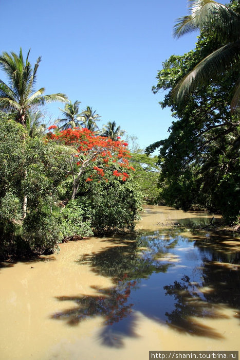 Заводь и пальмы Остров Вити-Леву, Фиджи