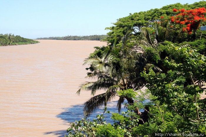 Густые заросли на берегу реки в Сигатоке Остров Вити-Леву, Фиджи