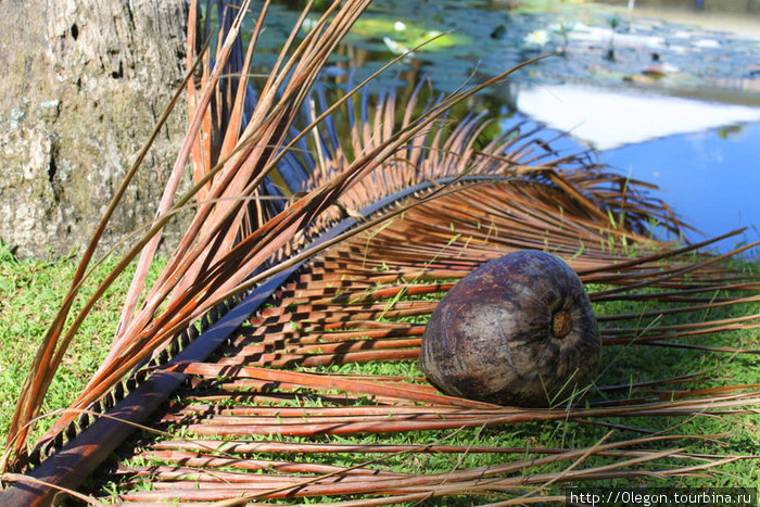 Орех кокоса на ветке от пальмы