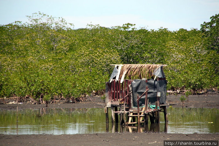 Сарай у мангровых зарослей