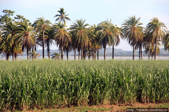 Пальмы и плантация сахарного тростника