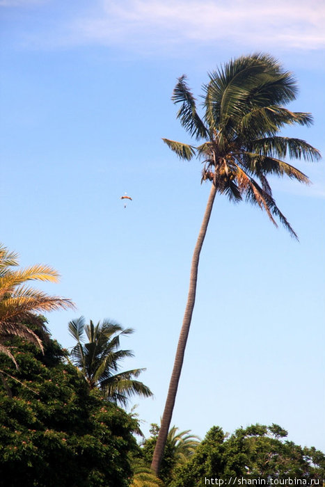 Парашютист над пальмами