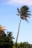 Парашютист над пальмами