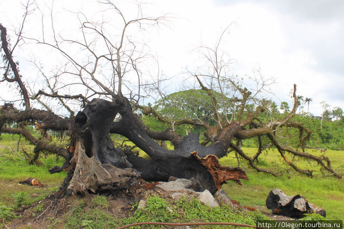 Дерево подбитое молнией- за два мсяца до нашего приезда здесь бушевал тайфун с ураганом