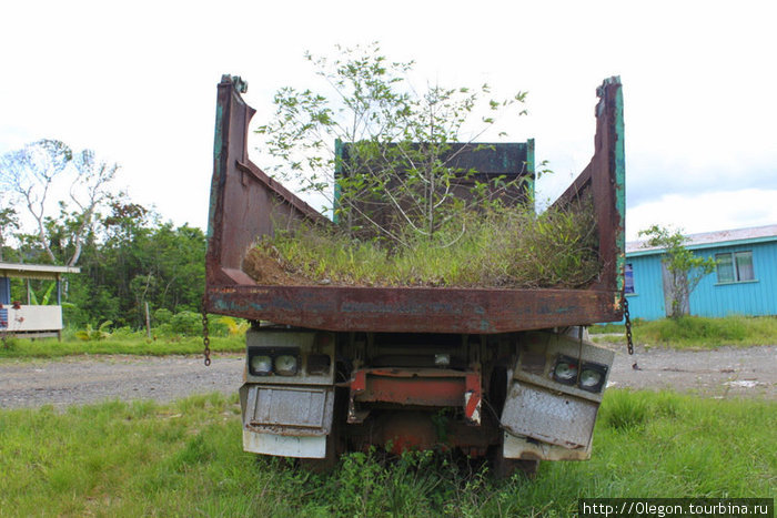 Победа природы над железным чудовищем- дерево выросло прямо в кузове старого грузовика Остров Вити-Леву, Фиджи