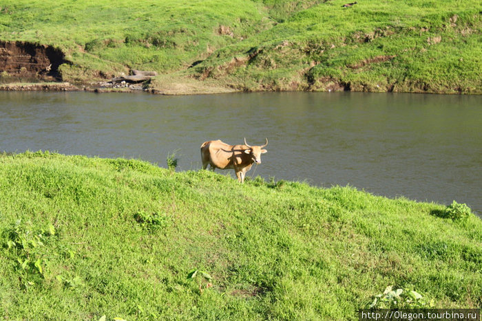 Эти коровы не знают что такое сено- они жуют только свежую траву