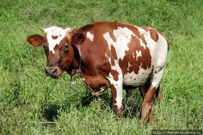 Корова на лугу Остров Вити-Леву, Фиджи